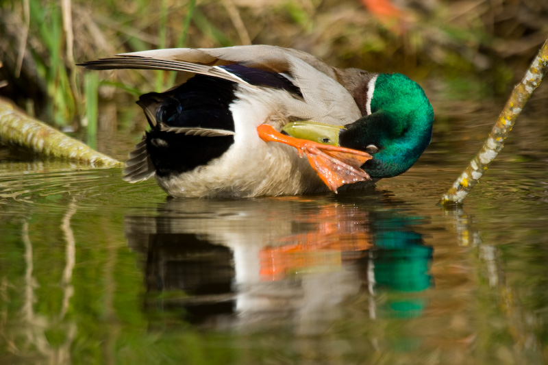 Mallard